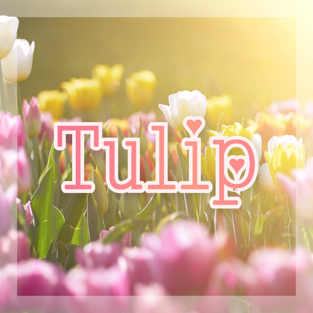 Tulip ~x~